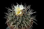 Thelocactus lophotele D. 13 € 28.00